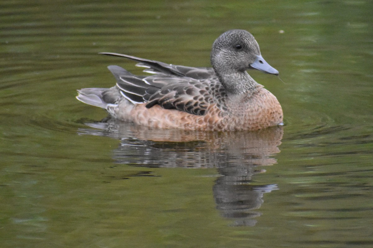 American Wigeon - Wyatt Isakson