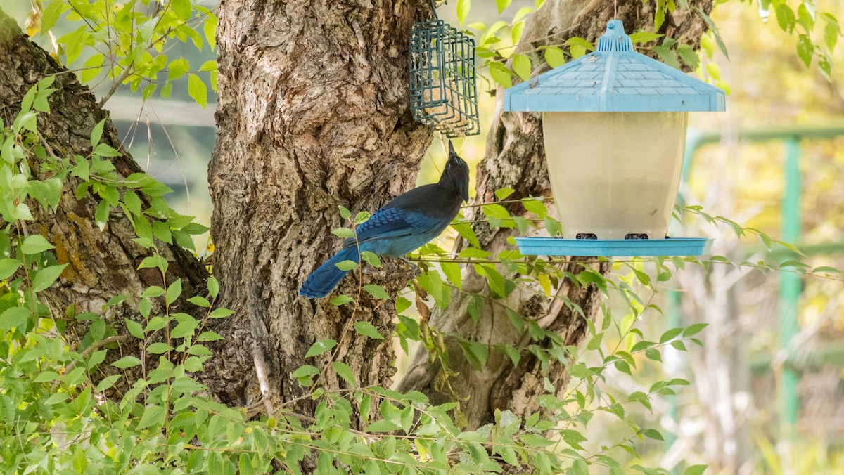 Steller's Jay (Coastal) - ML608810007