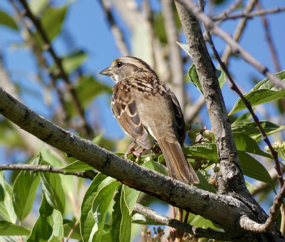 White-throated Sparrow - ML608810144