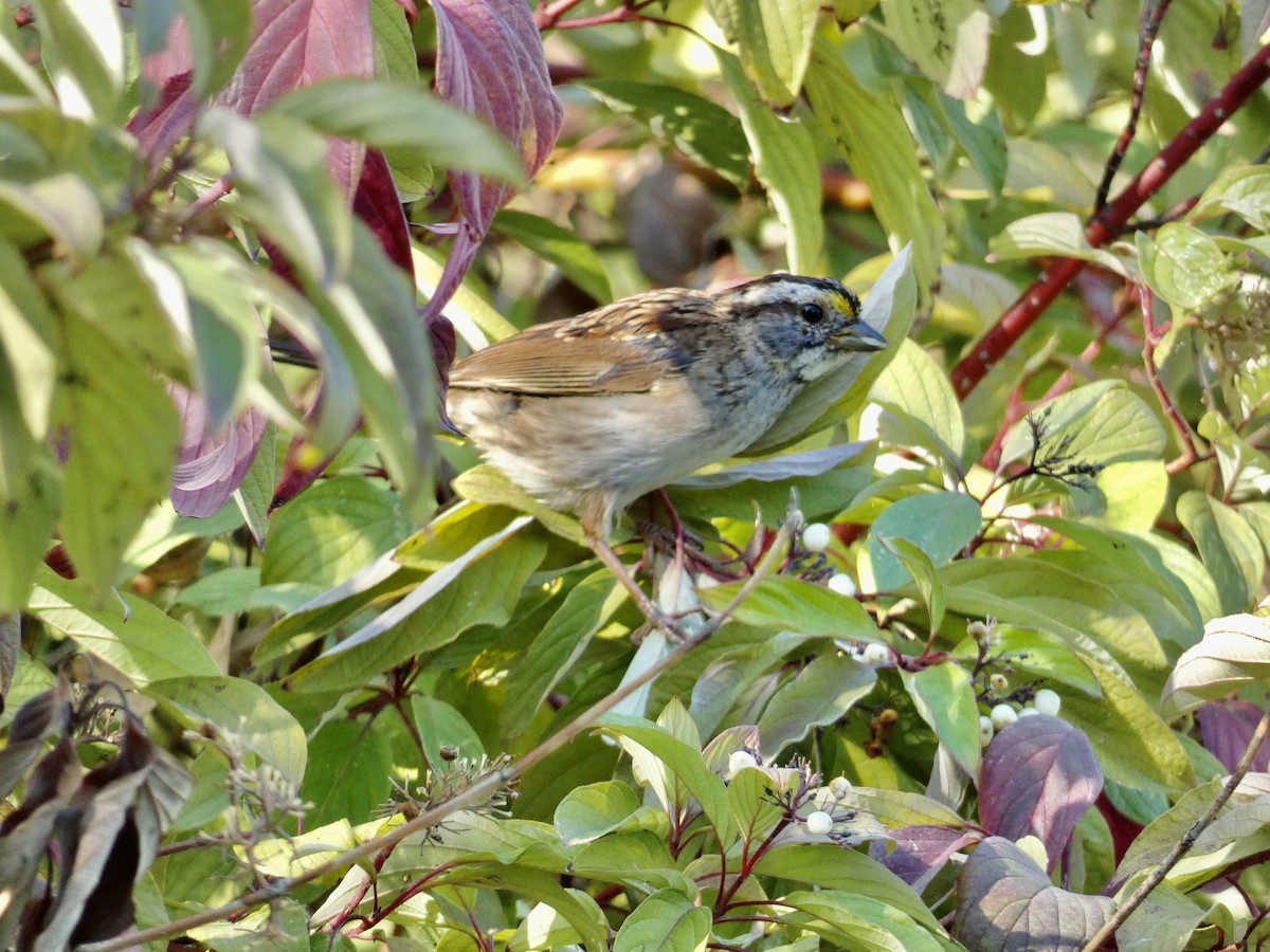 White-throated Sparrow - ML608810145