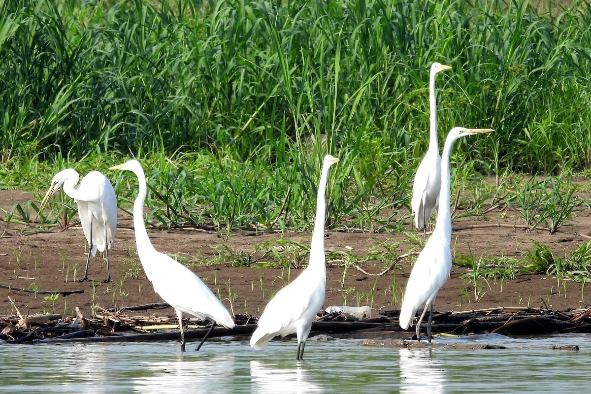 Great Egret - ML608810191