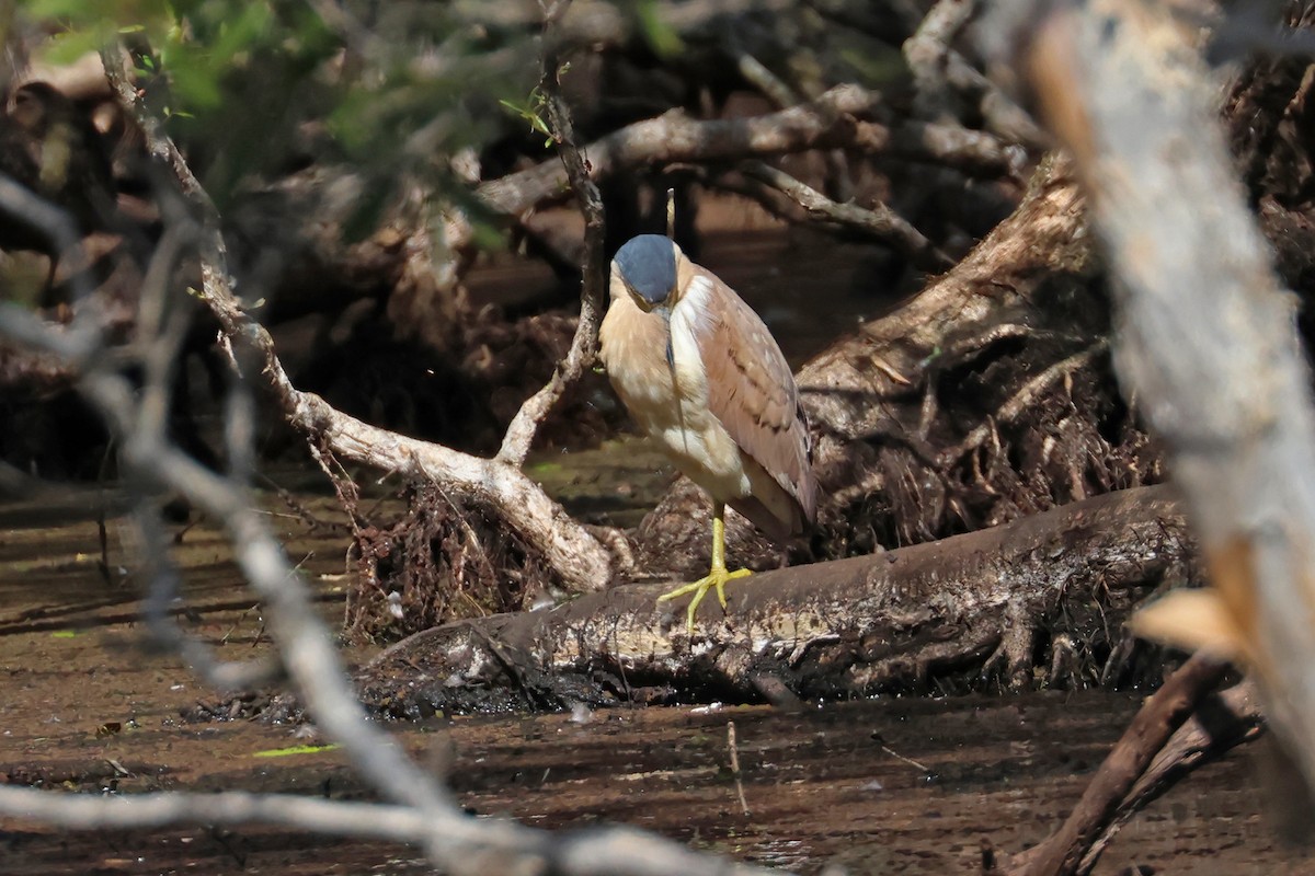 Nankeen Night Heron - ML608810242