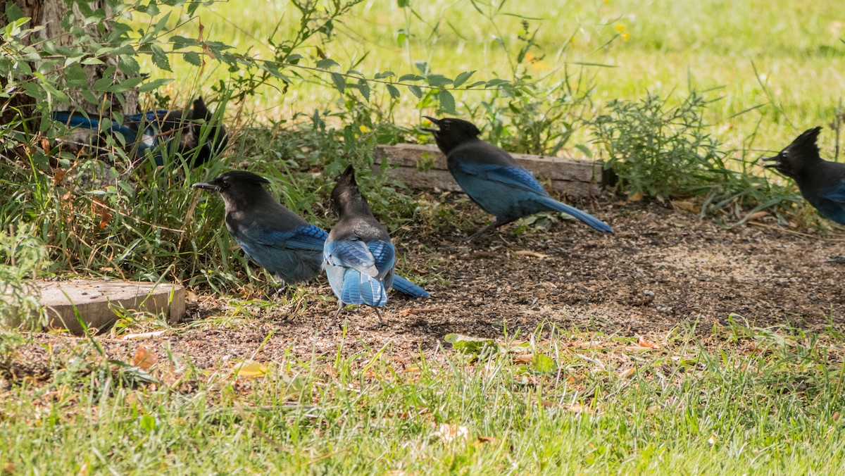 Steller's Jay (Coastal) - Larry Joseph