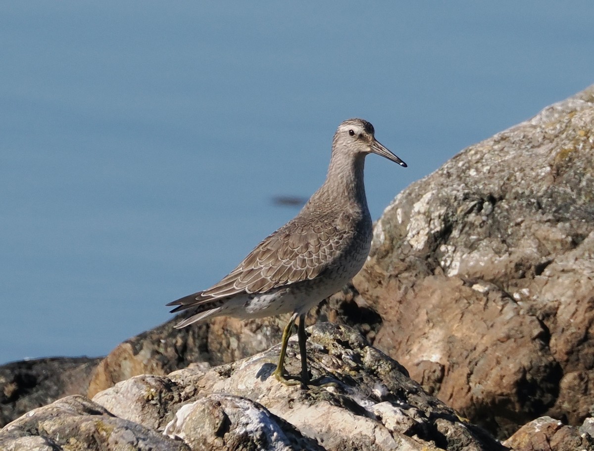 Red Knot - Veronica Goidanich