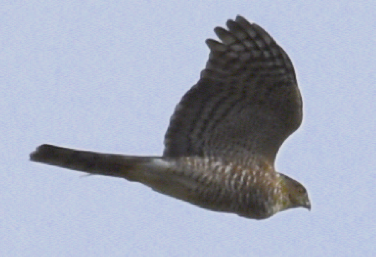 Sharp-shinned Hawk - ML608810339