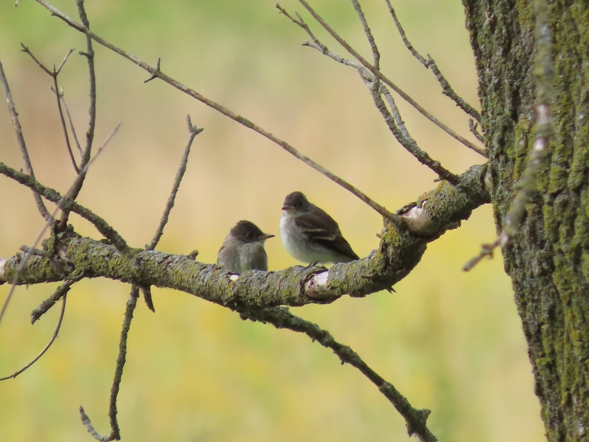 Eastern Wood-Pewee - Mary Guell