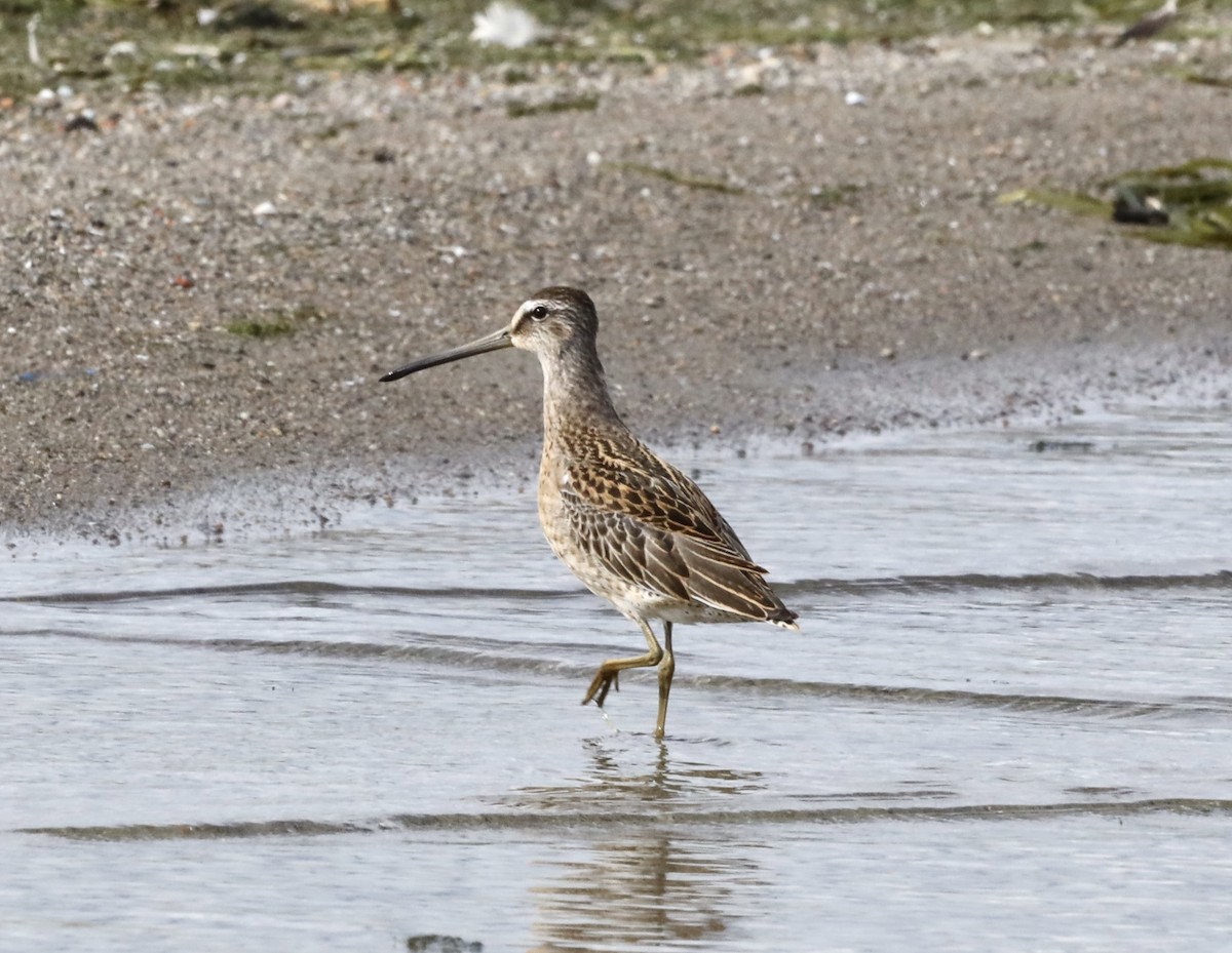 Short-billed Dowitcher - ML608810472