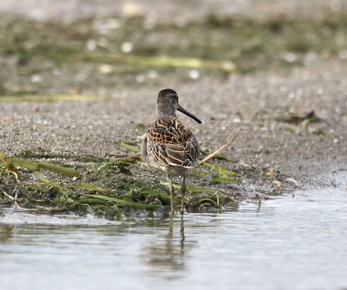 Short-billed Dowitcher - ML608810473