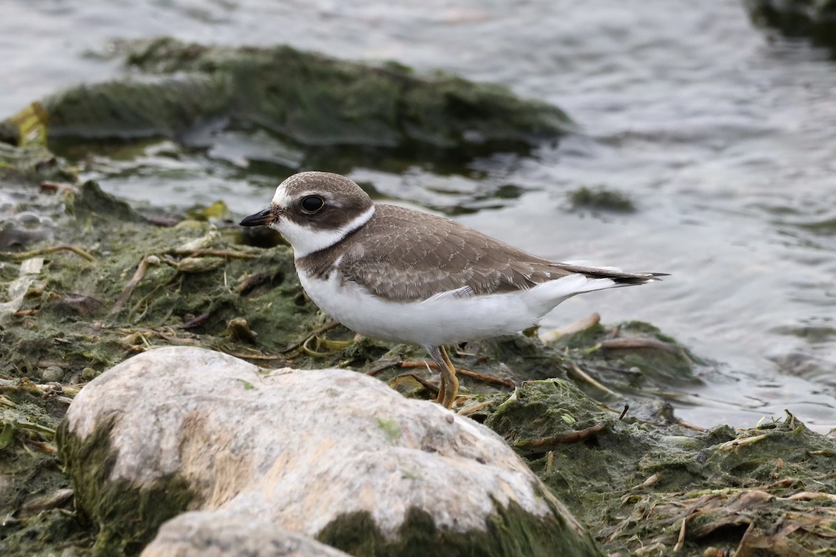 Semipalmated Plover - ML608810498