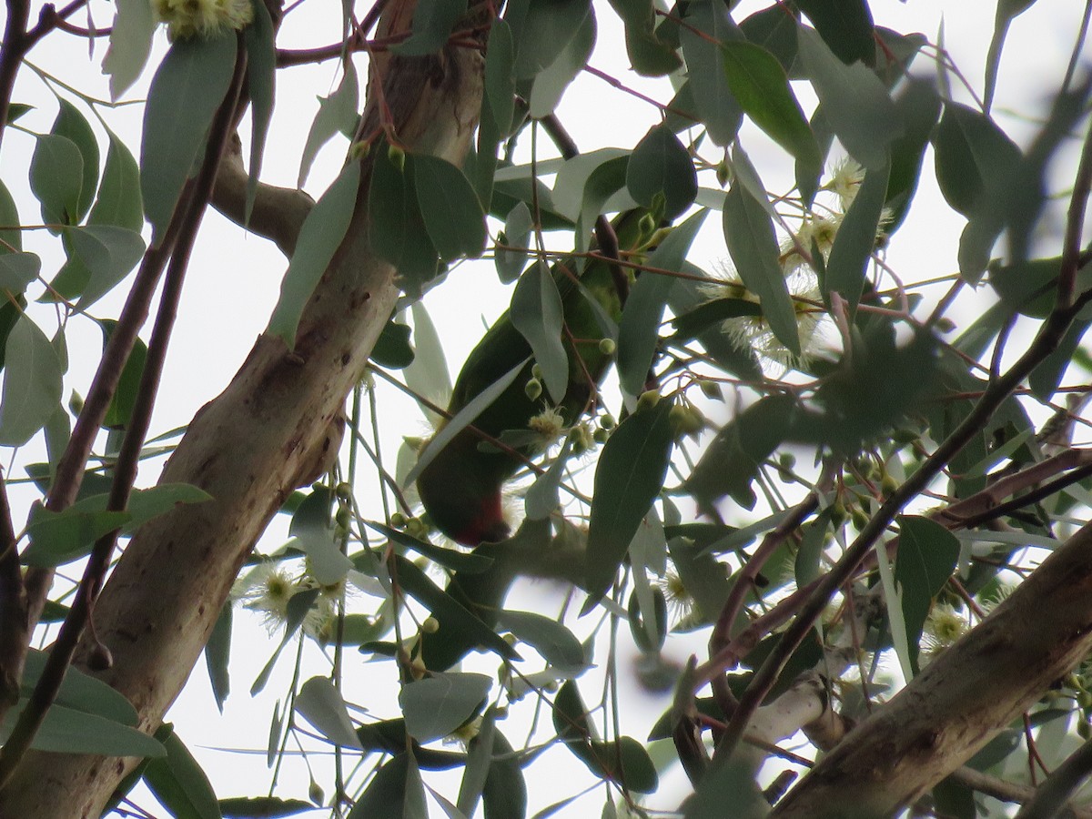 Little Lorikeet - ML60881051