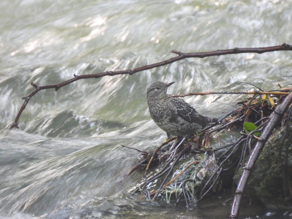 Brown Dipper - ML608810582