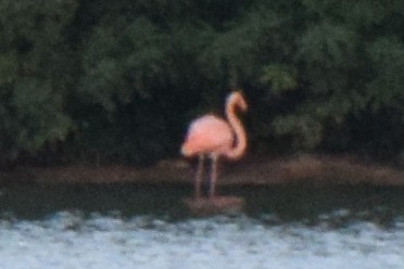 American Flamingo - ML608810613