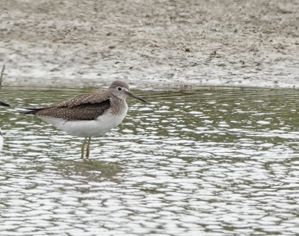 Solitary Sandpiper - ML608810686