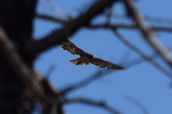 Red-tailed Hawk (calurus/alascensis) - ML608810701