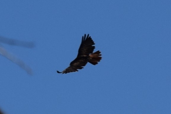 Red-tailed Hawk (calurus/alascensis) - ML608810703