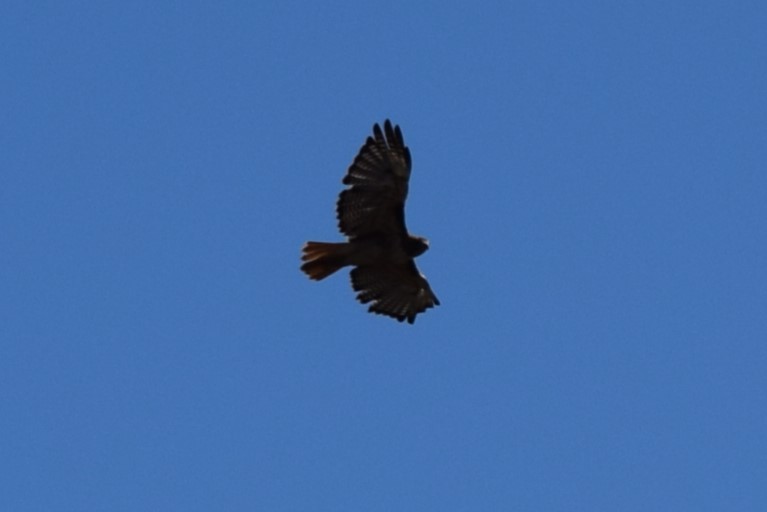Red-tailed Hawk (calurus/alascensis) - ML608810714