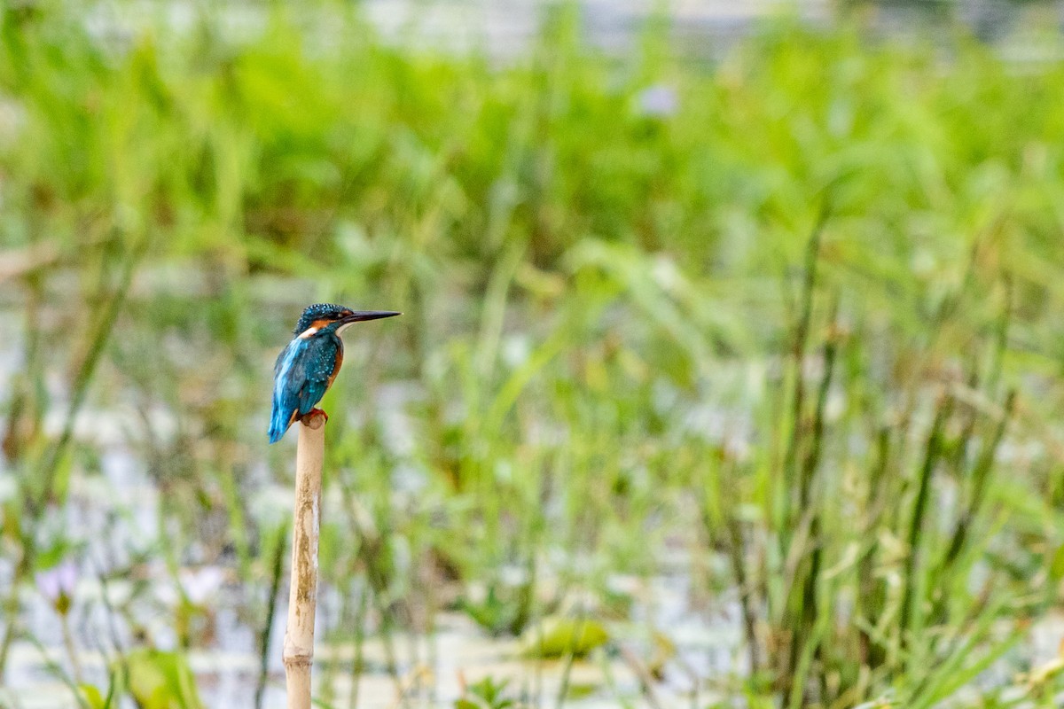 Common Kingfisher - ML608810748