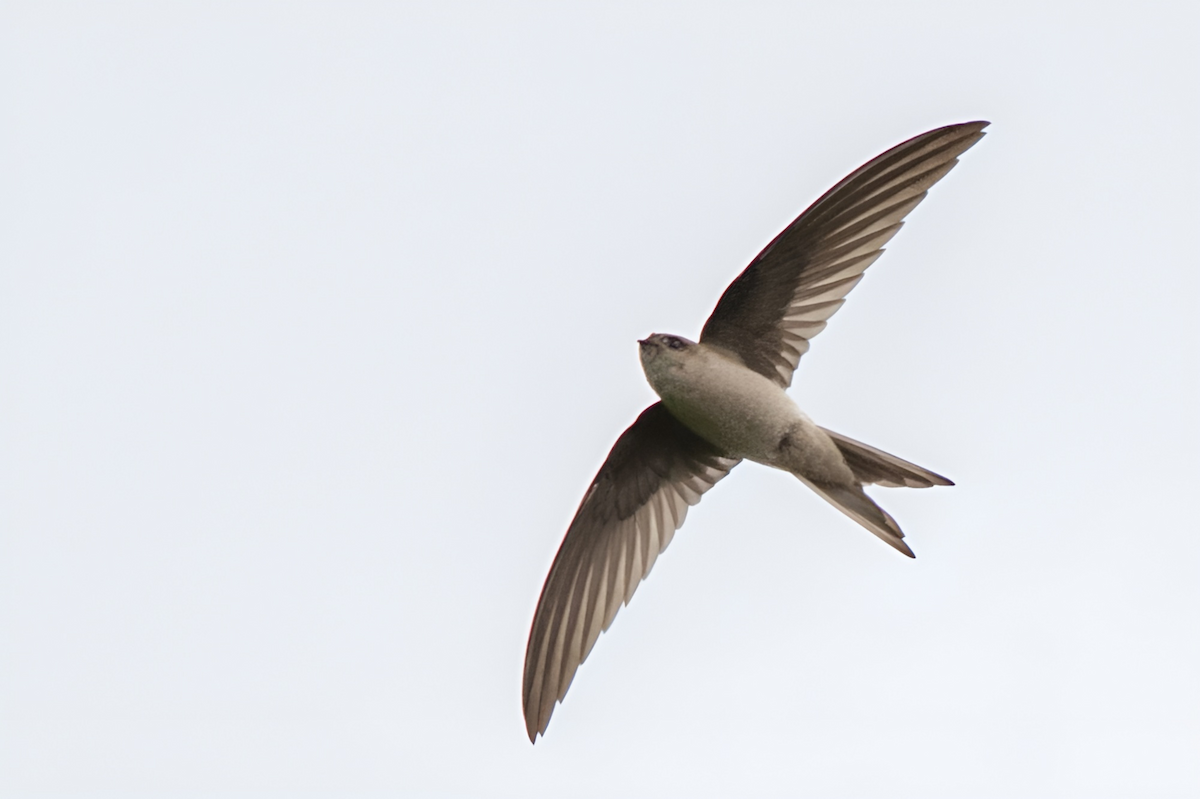 Asian Palm Swift - ML608810758