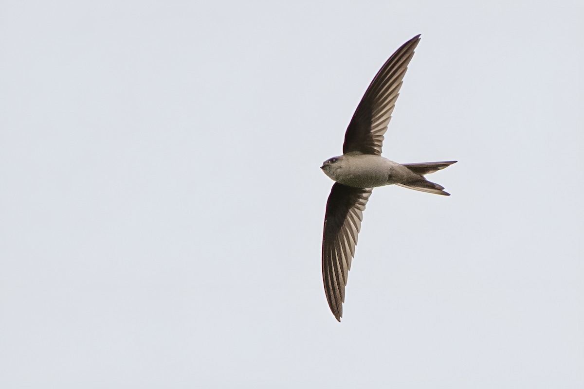 Asian Palm Swift - ML608810759