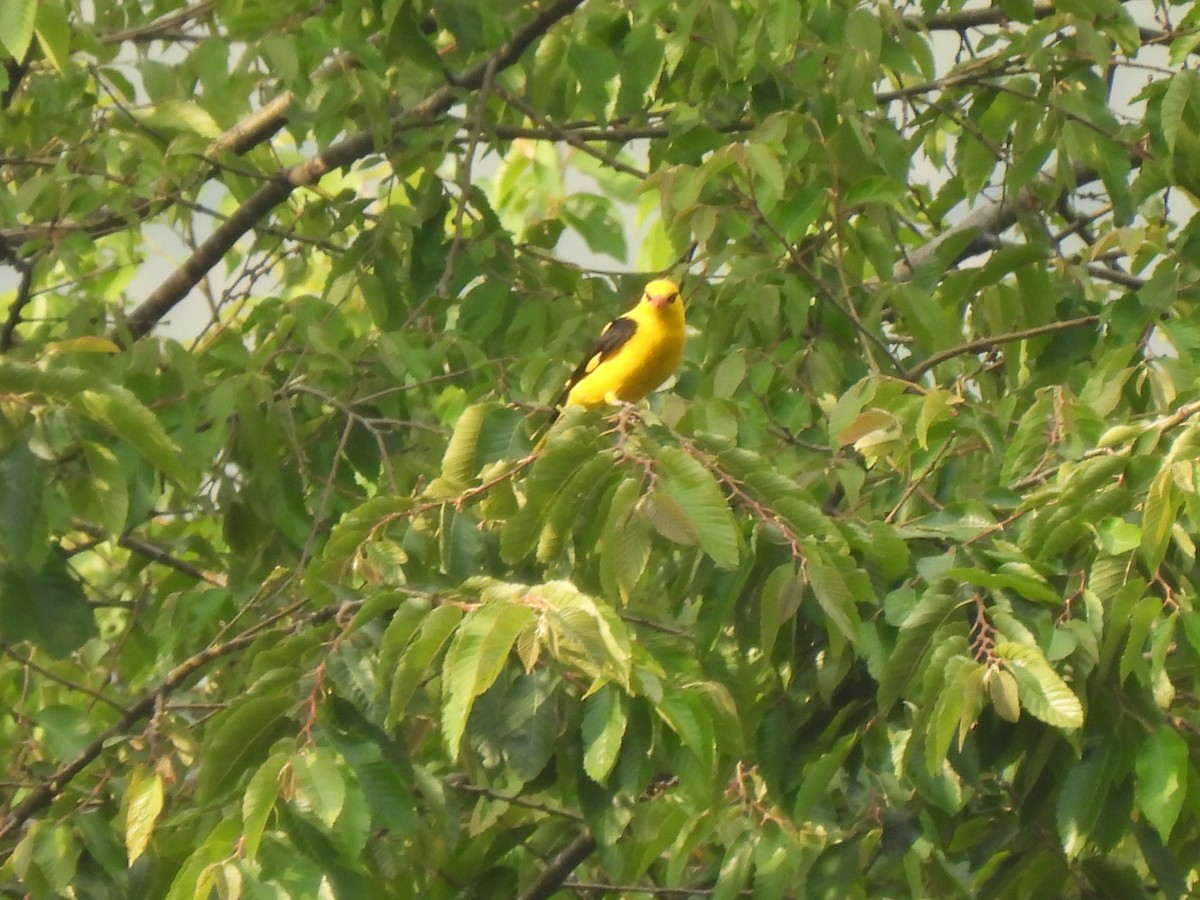 Indian Golden Oriole - ML608810786