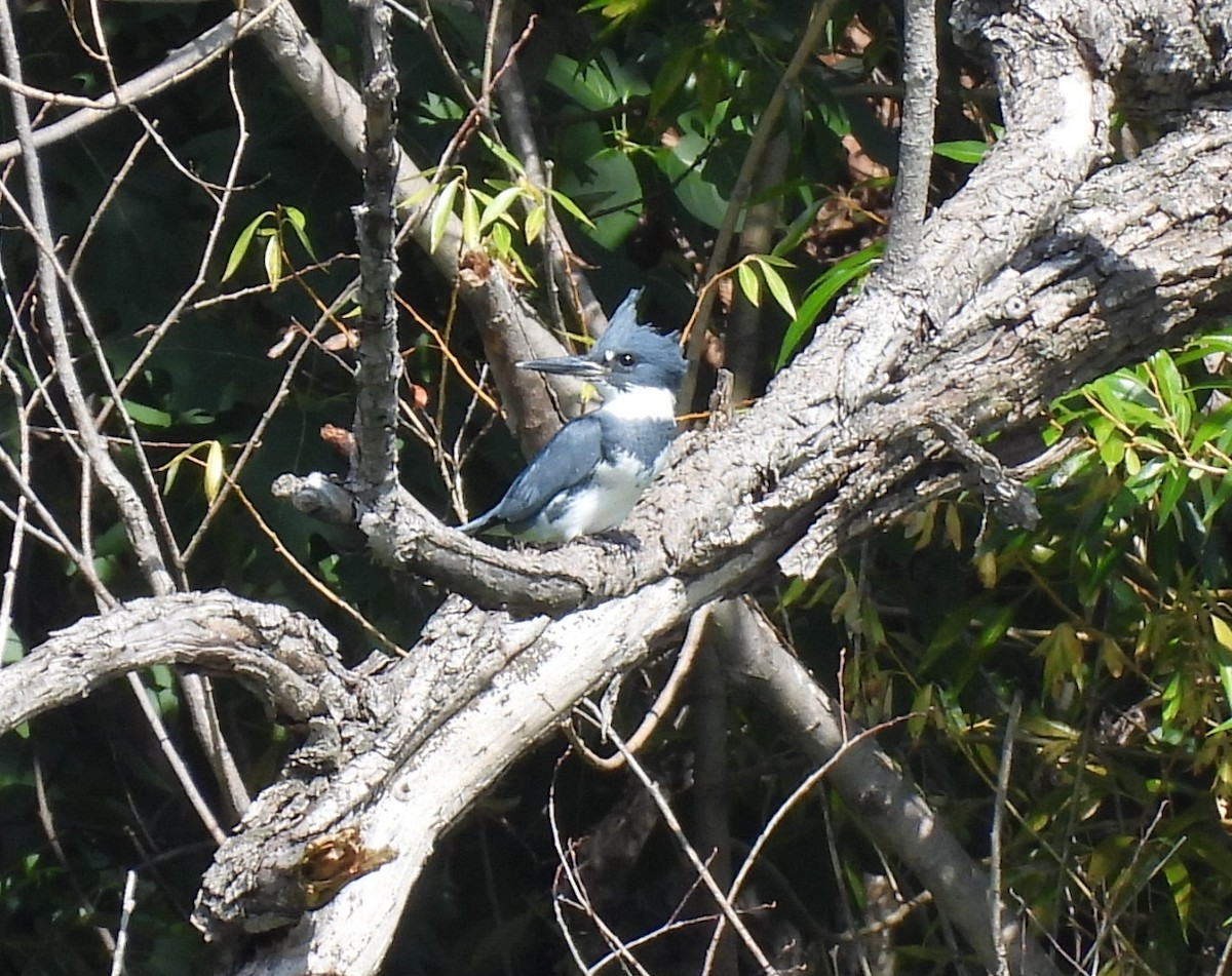 Belted Kingfisher - ML608810810