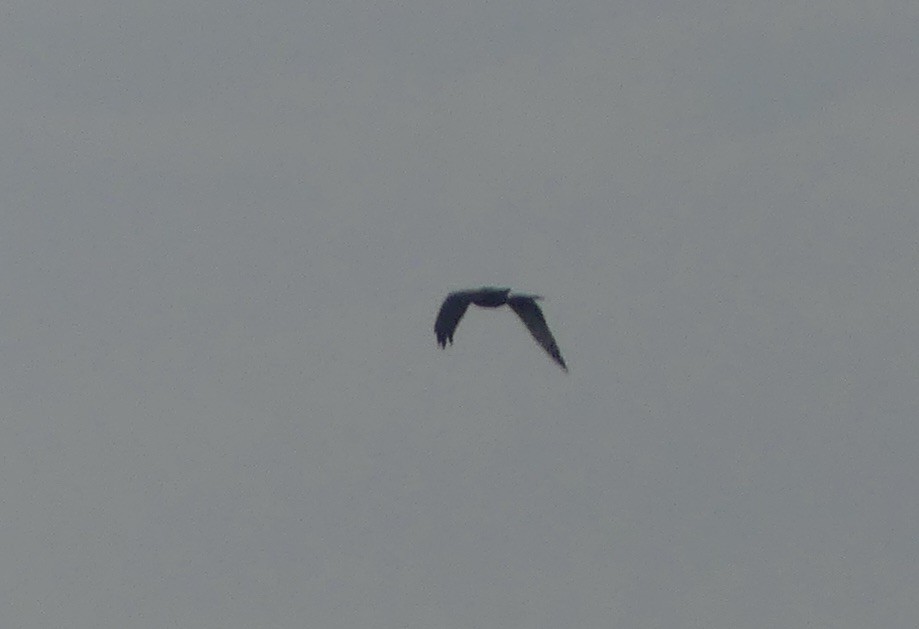 Northern Harrier - ML608810820