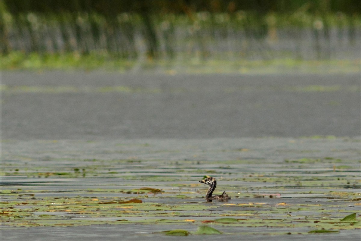 Pied-billed Grebe - ML608810838