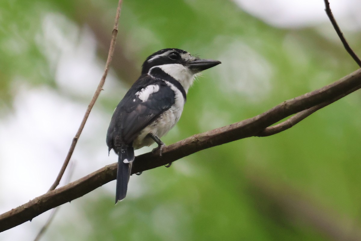 Pied Puffbird - ML608810881