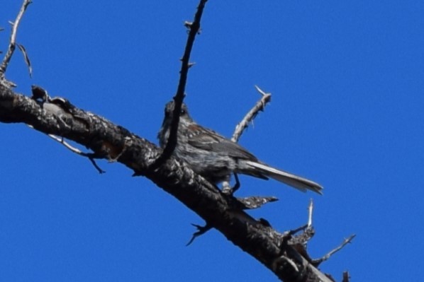 Dark-eyed Junco (Gray-headed) - ML608810943
