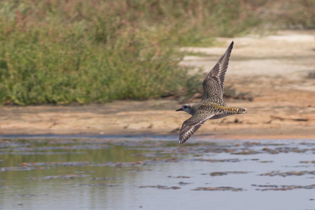 American Golden-Plover - Rob Fowler