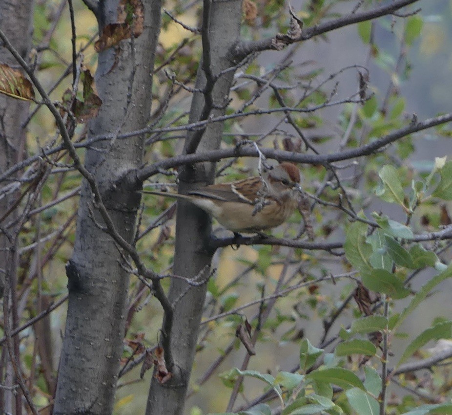 American Tree Sparrow - ML608810960