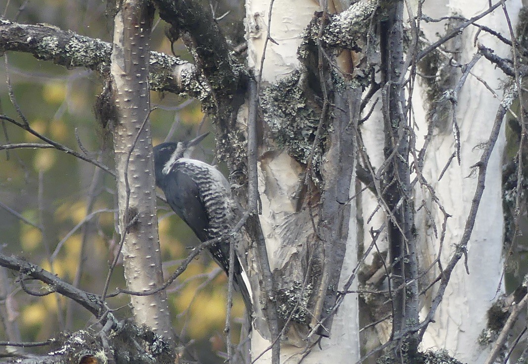 Black-backed Woodpecker - ML608810988