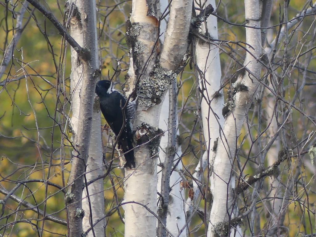 Black-backed Woodpecker - ML608810991