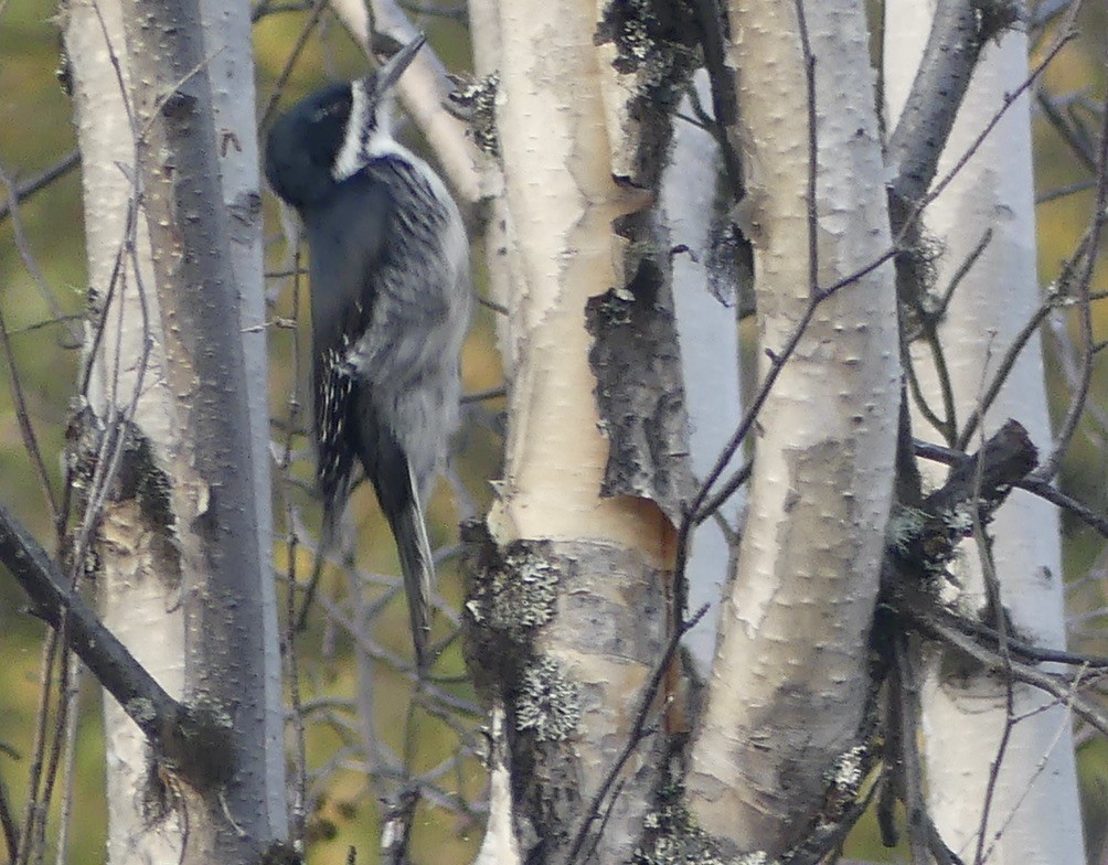 Black-backed Woodpecker - ML608810993