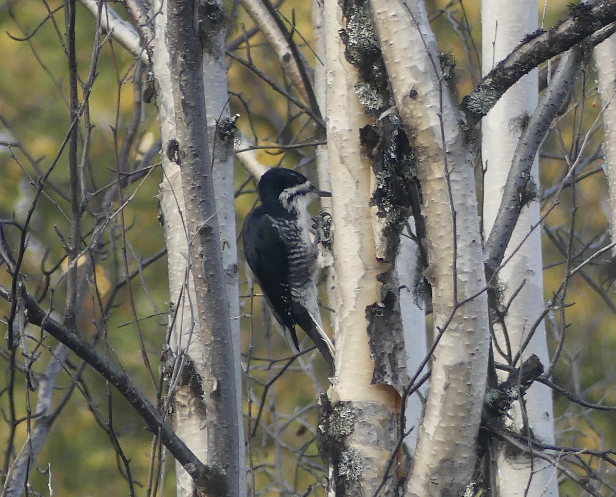 Black-backed Woodpecker - ML608810995