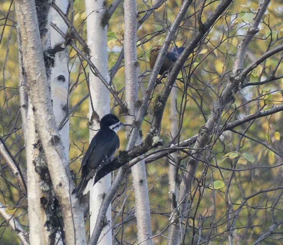 Black-backed Woodpecker - ML608811003