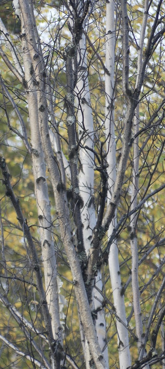 Downy Woodpecker - ML608811010