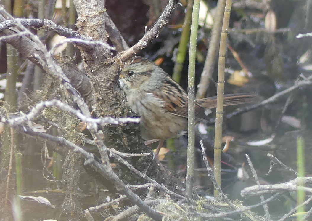 Swamp Sparrow - ML608811041