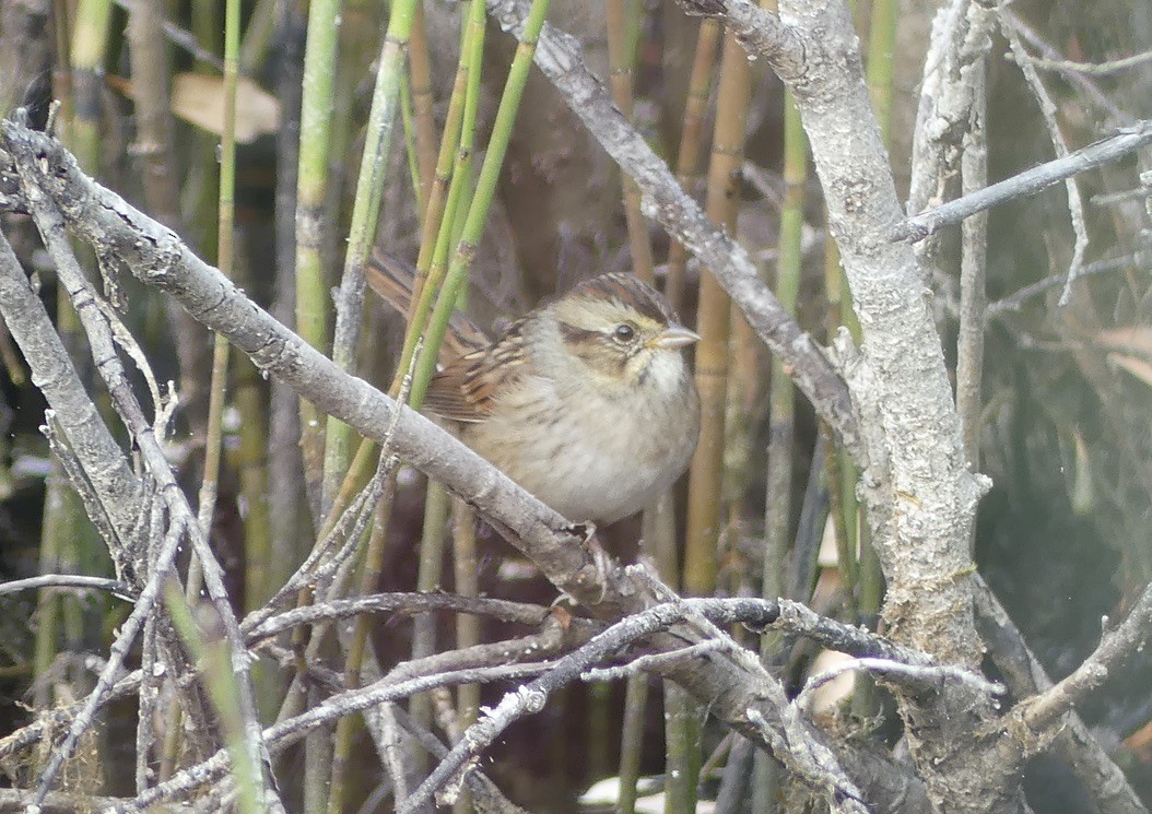 Swamp Sparrow - T A