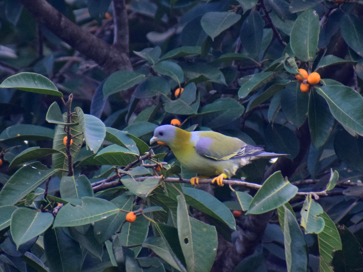 Yellow-footed Green-Pigeon - Christopher John Issac