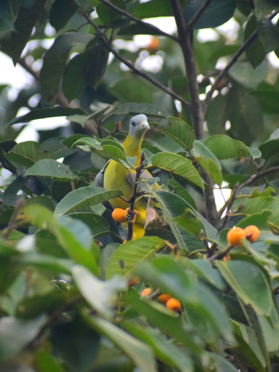 Yellow-footed Green-Pigeon - ML608811051