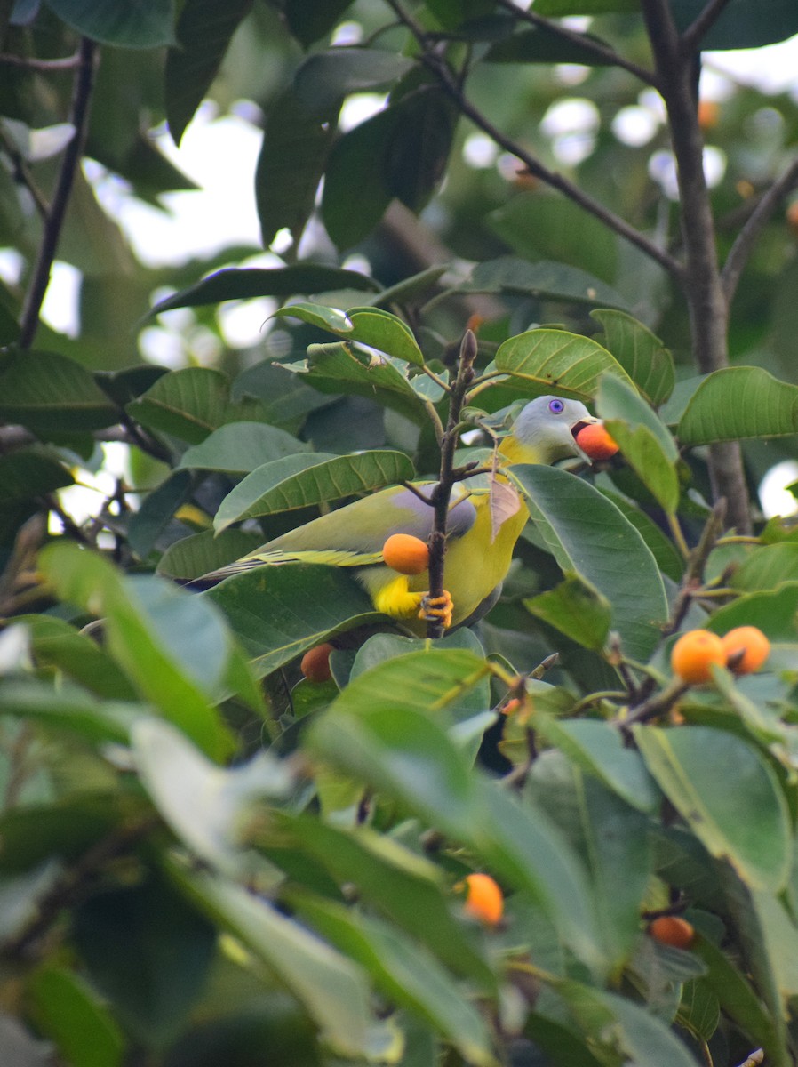 Yellow-footed Green-Pigeon - ML608811052