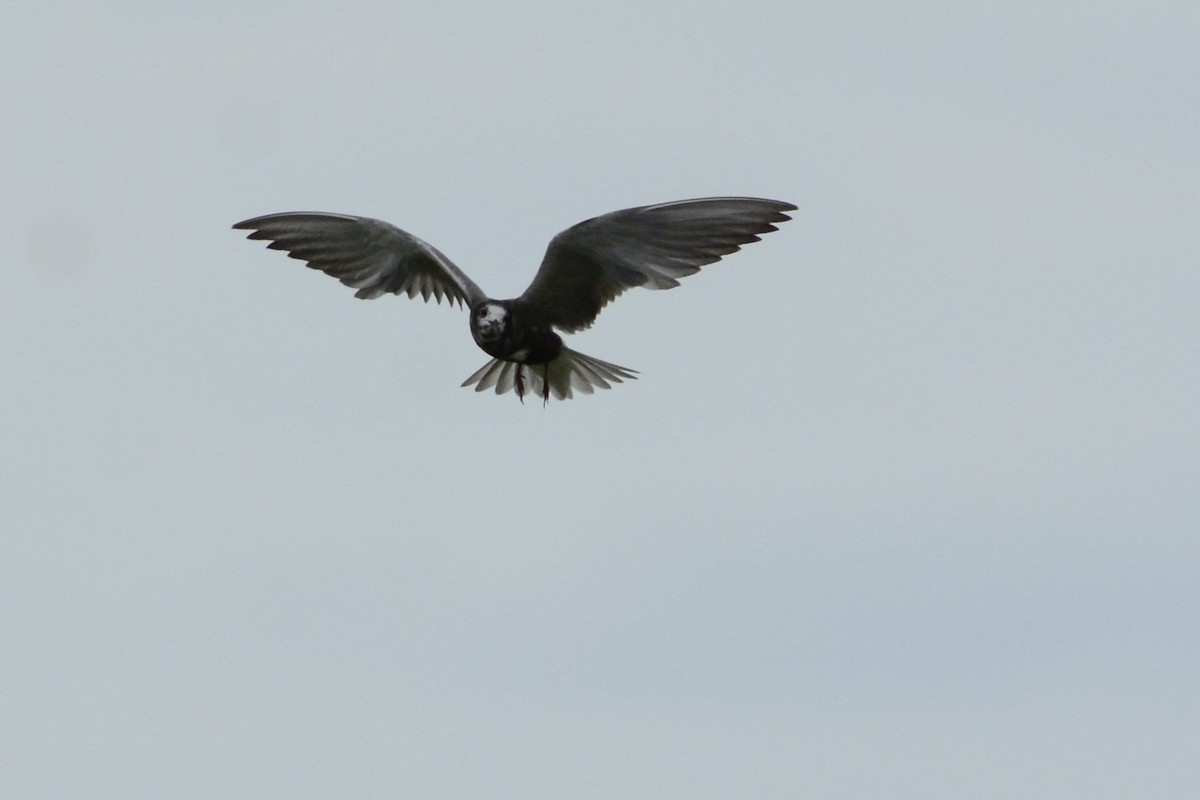 Black Tern - ML608811057