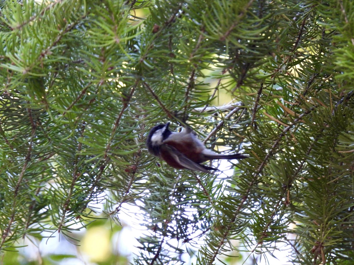 Chestnut-backed Chickadee - ML608811082