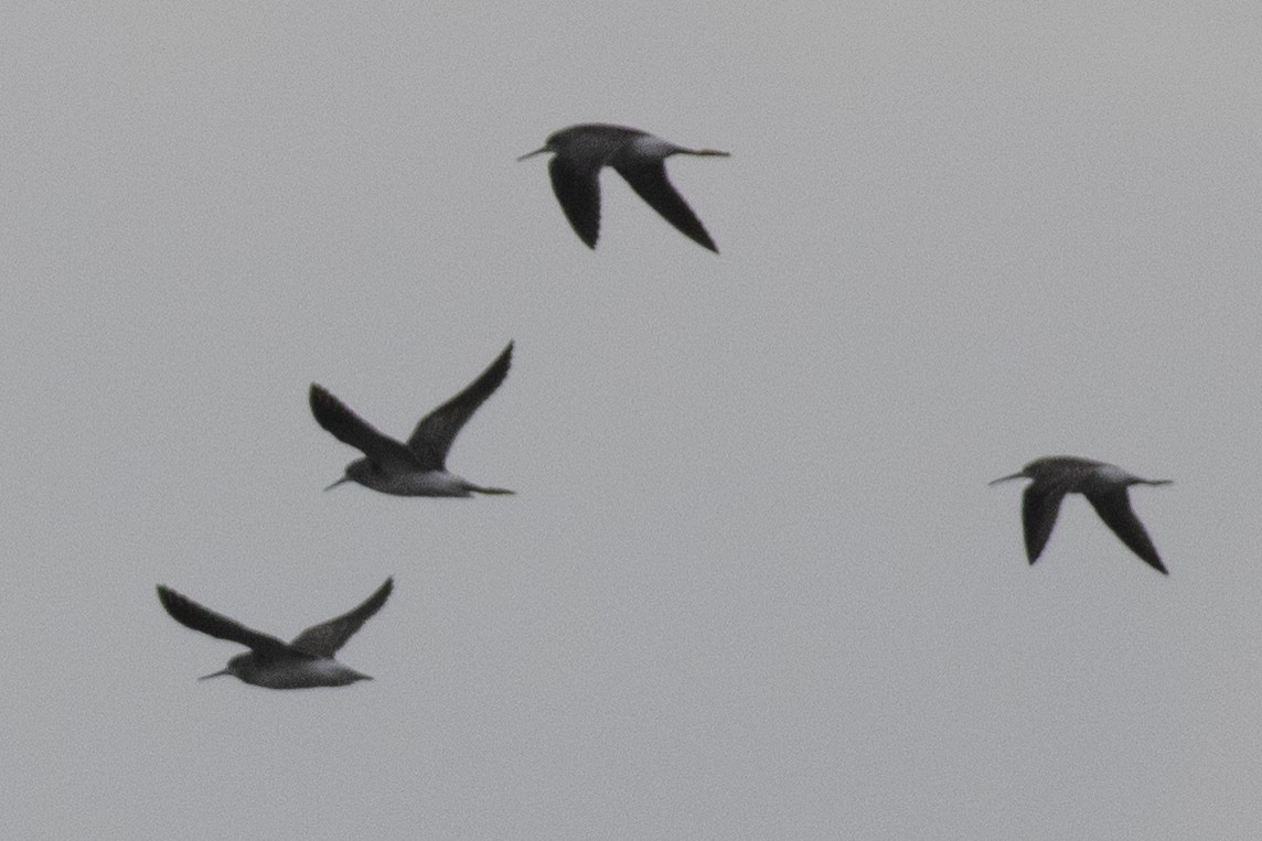 Lesser Yellowlegs - ML608811104