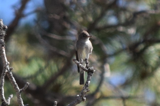 Western Wood-Pewee - ML608811138