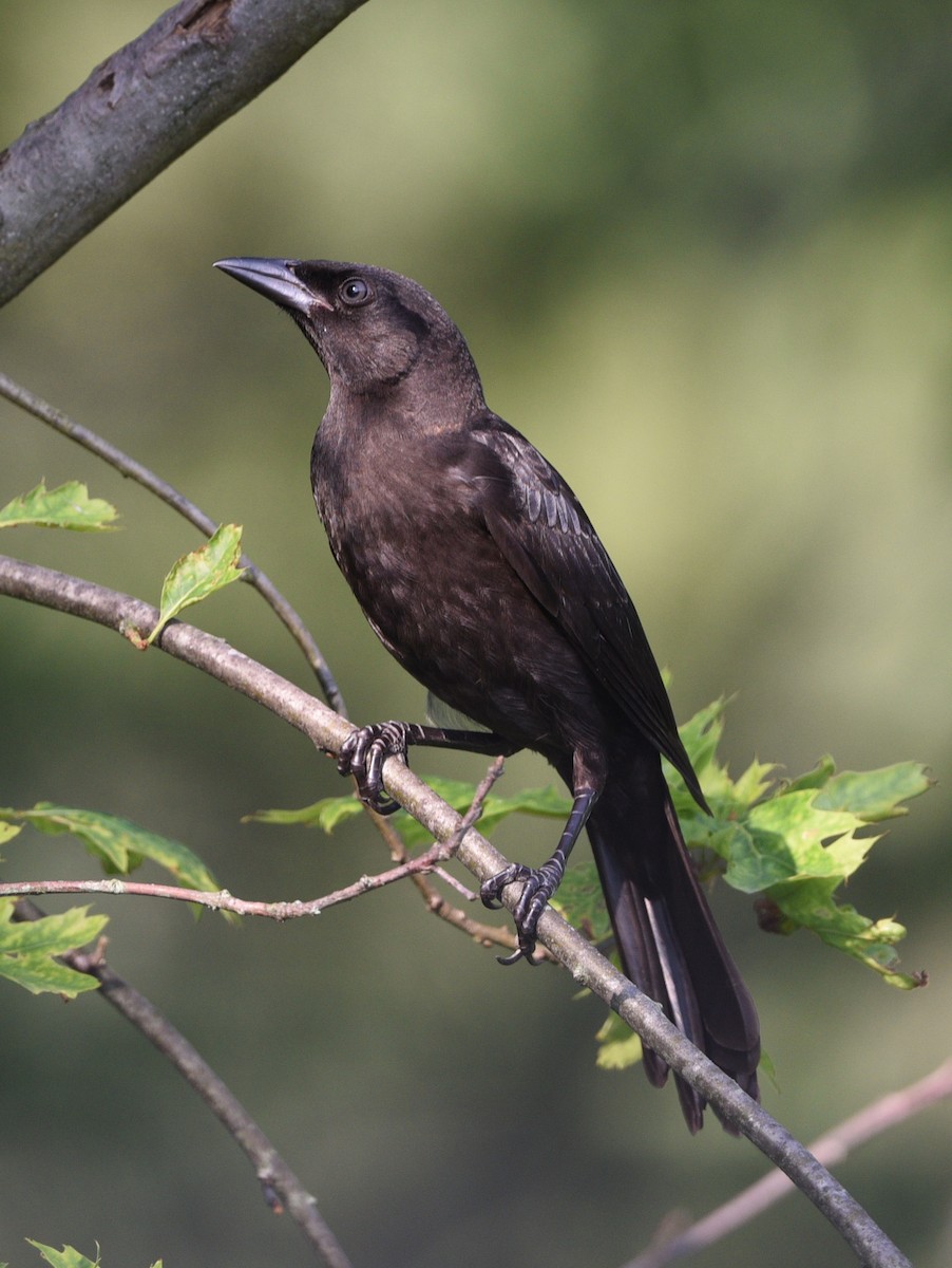 Common Grackle - Wendy Hill