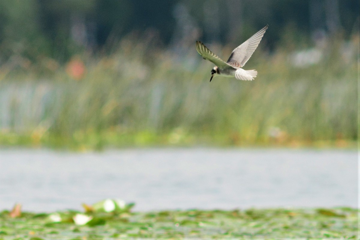 Black Tern - ML608811189