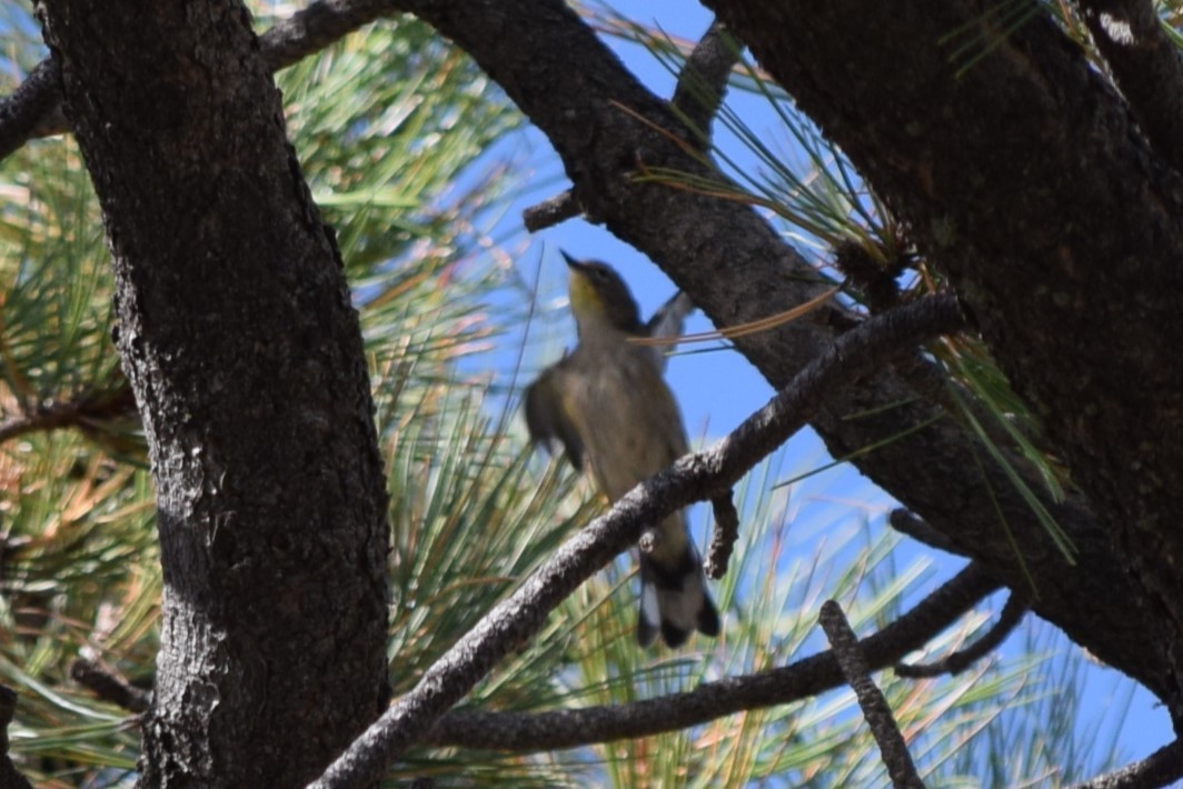 Yellow-rumped Warbler (Audubon's) - ML608811207