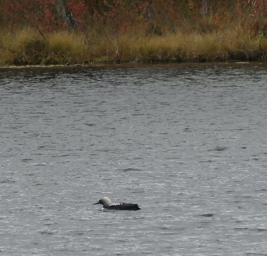 Pacific Loon - T A